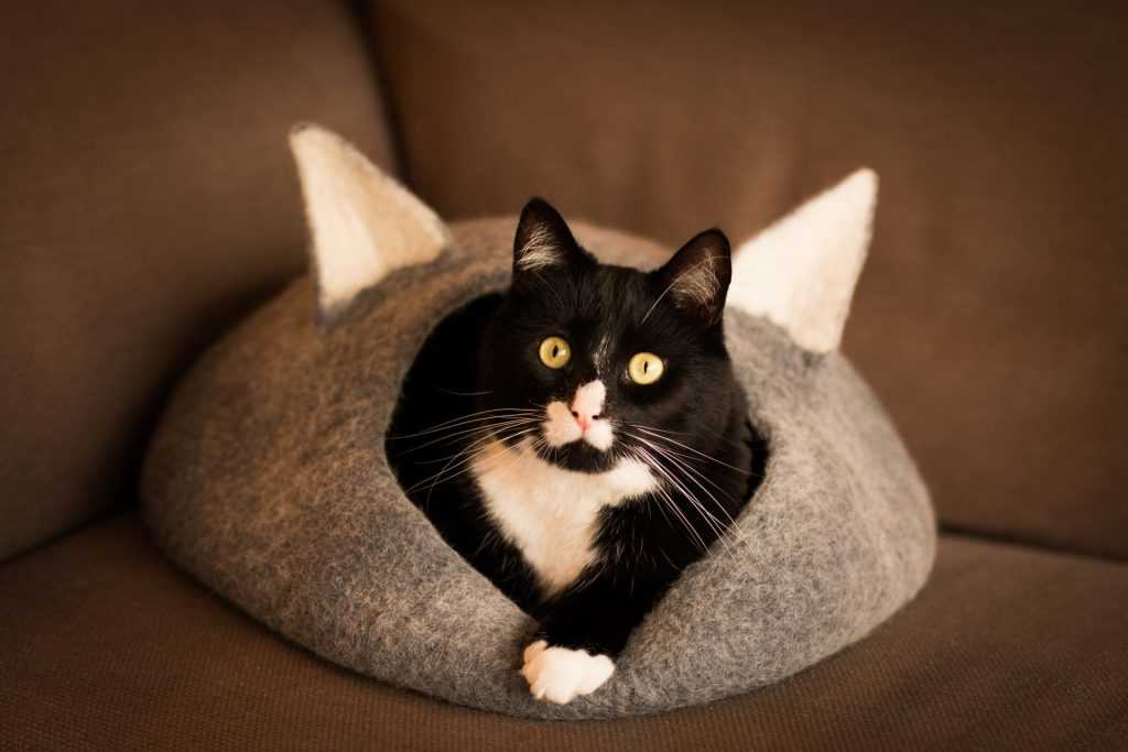черный кот на подушке