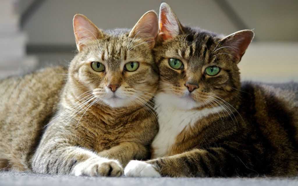 кот и кошка смотрят 