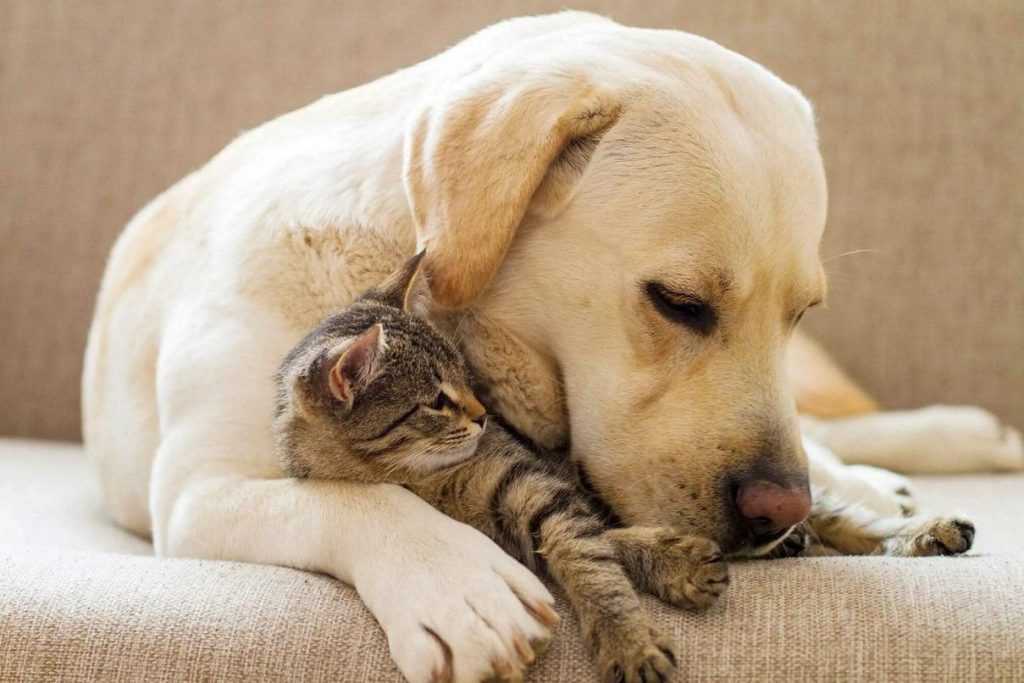 кошка и собака друзья