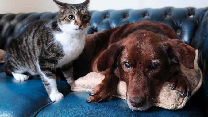кошка и собака вместена диване
