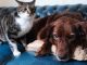 кошка и собака вместена диване