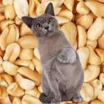 Вкусняшка или проблема: можно ли кошкам арахис?