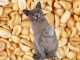 Вкусняшка или проблема: можно ли кошкам арахис?