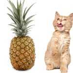 Можно ли кошкам ананас