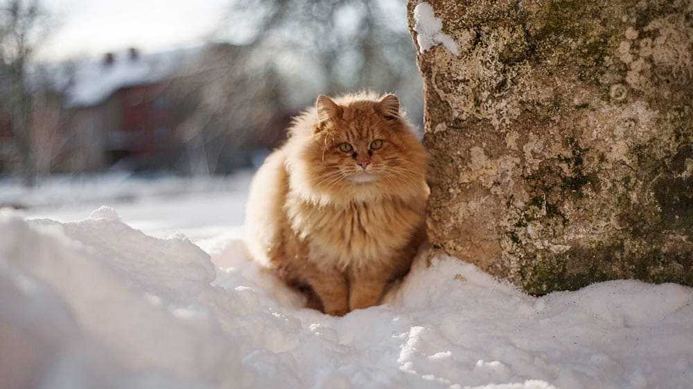 рыжий кот в снегу зимой