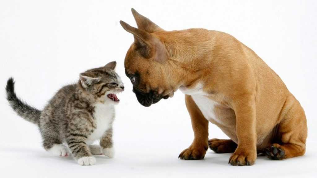 кошка и собака враждуют