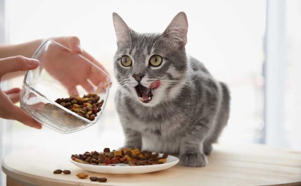 кошка ест сухой корм