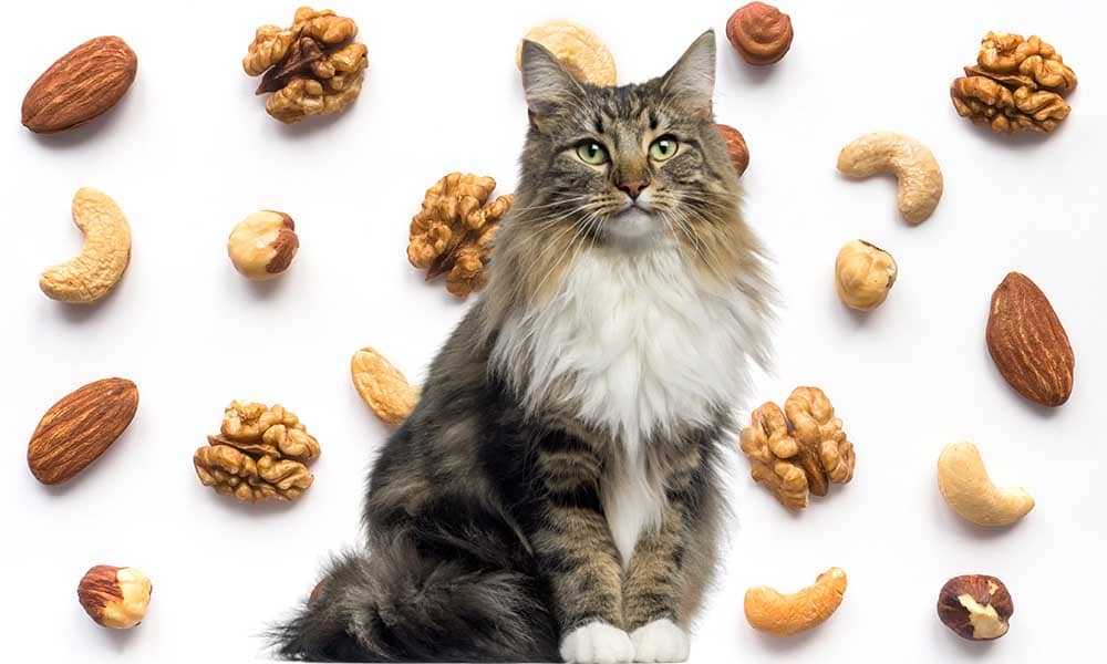 Можно ли кошкам орехи