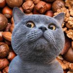 Можно ли коту орехи