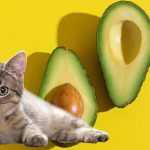 Можно ли кошкам авокадо