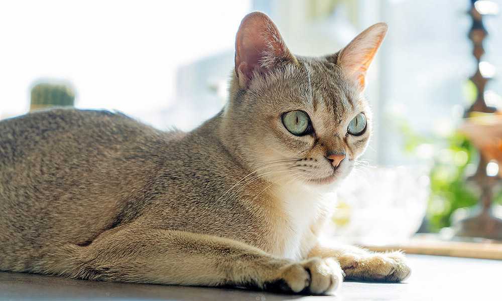 Сингапурская кошка