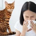 аллергия на бенгальских кошек