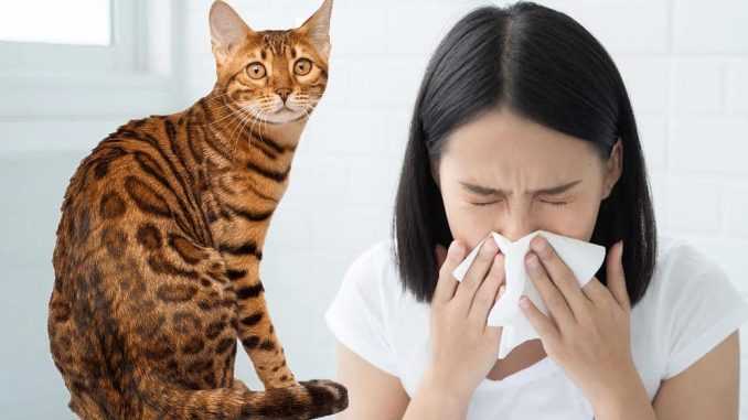 аллергия на бенгальских кошек