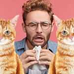 Лечится ли аллергия на кошек?