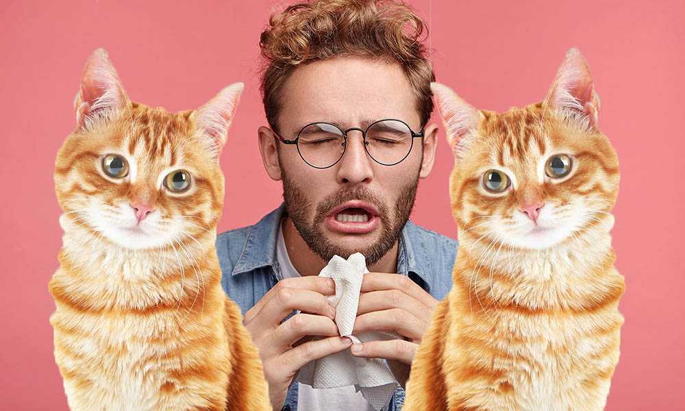 Лечится ли аллергия на кошек? Полезные советы для хозяев