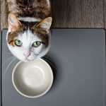 Сколько кошки могут без еды