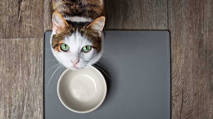 Сколько кошки могут без еды