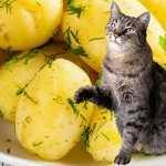 Можно ли кошкам вареную картошку?