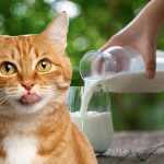Можно ли кошкам давать молоко?