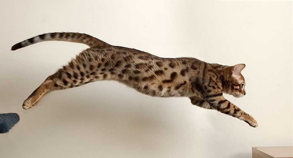 бенгальский кот прыгает