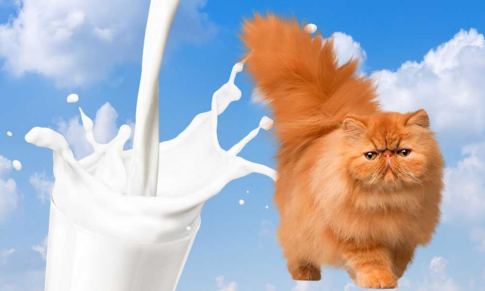 Можно ли коту давать молоко?