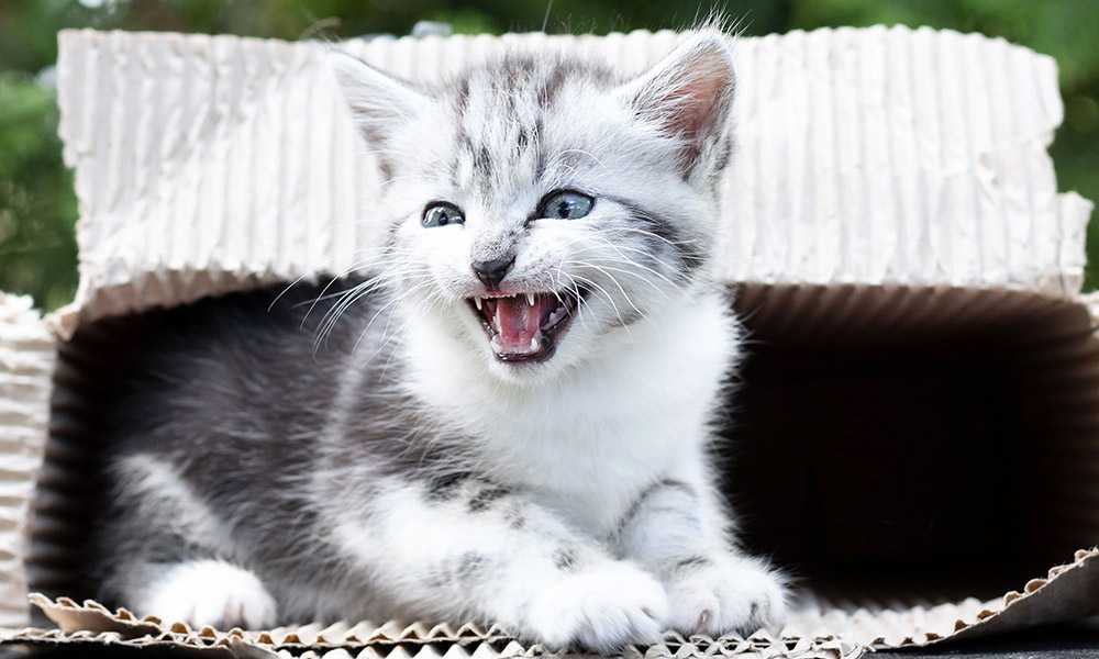 котенок с зубами