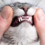 Выпадают ли у кошек молочные зубы?