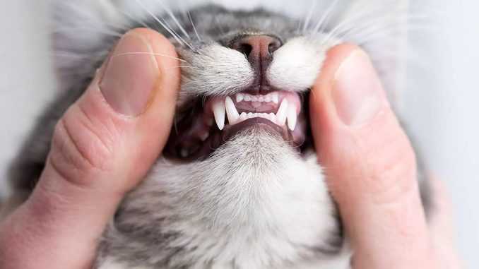 Выпадают ли у кошек молочные зубы?