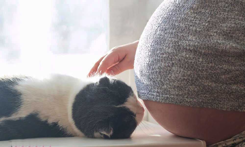 кошка и живот беременной