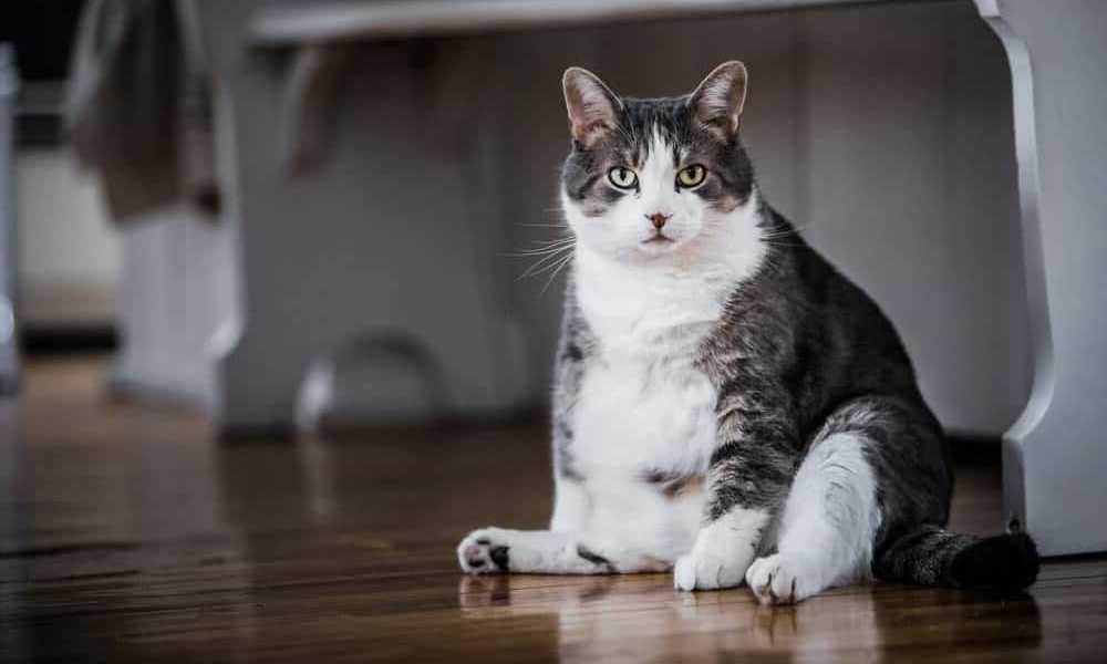 жирная кошка