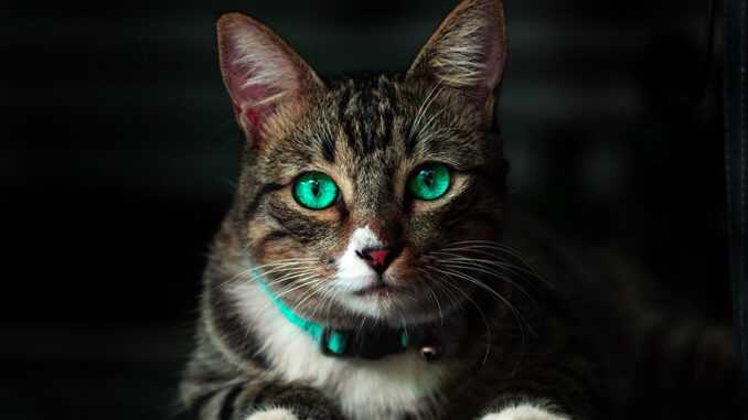 кошка с красивыми зелеными глазами
