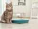 кошка сидит возле туалетного лотка