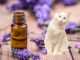 Безопасно ли масло лаванды для кошек?
