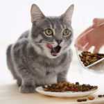 кошка ест слишком быстро корм