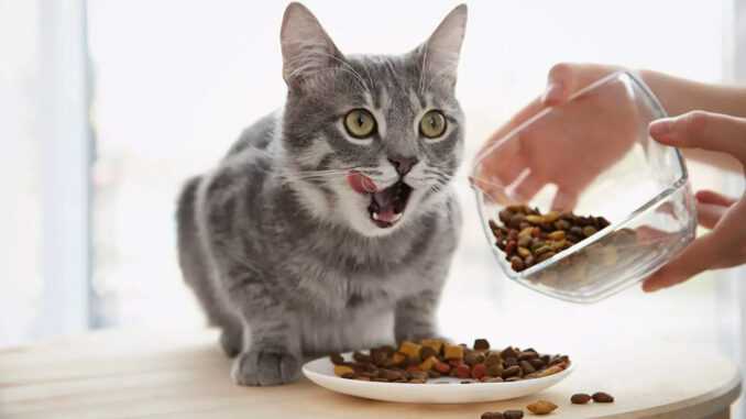 кошка ест слишком быстро корм