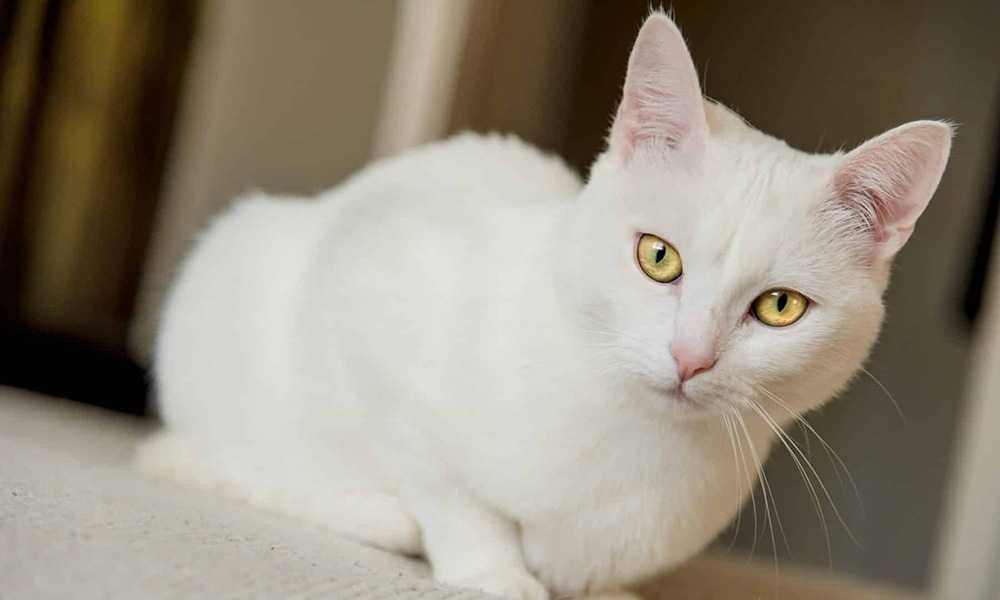 белый кот с желтыми глазами