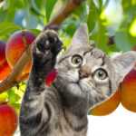 Можно ли кошкам персики