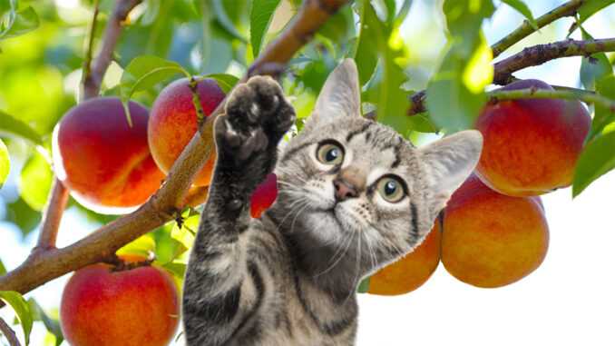 Можно ли кошкам персики