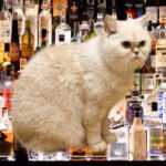Можно ли кошкам алкоголь?