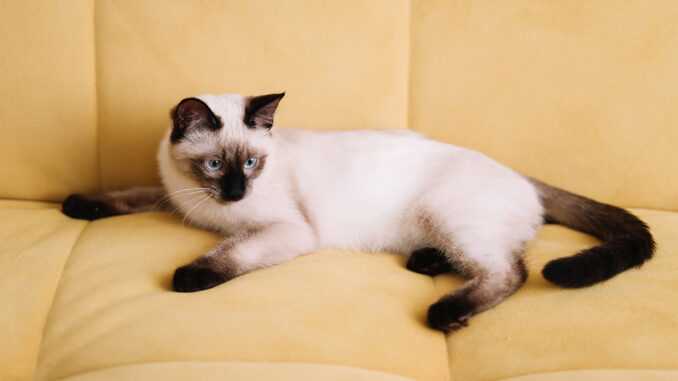 Сиамский кот на бежевом диване