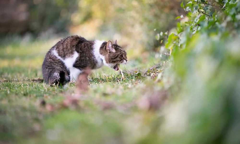 кошку тошнит на улице в окружении растений