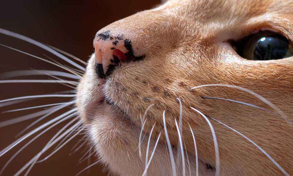 Лентиго на носу кота