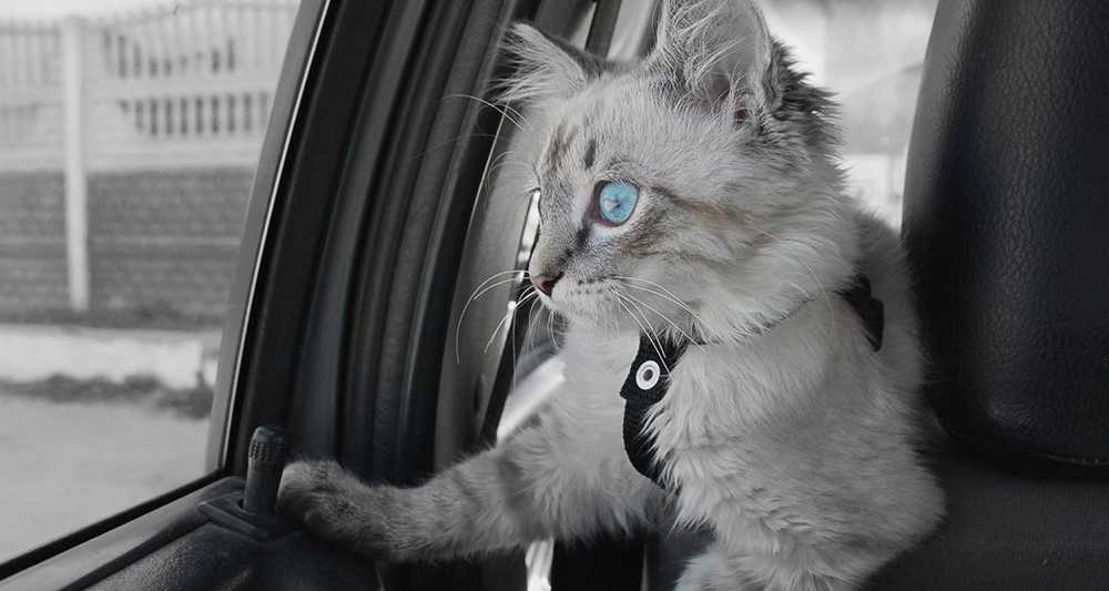 беспокойный кот в машине