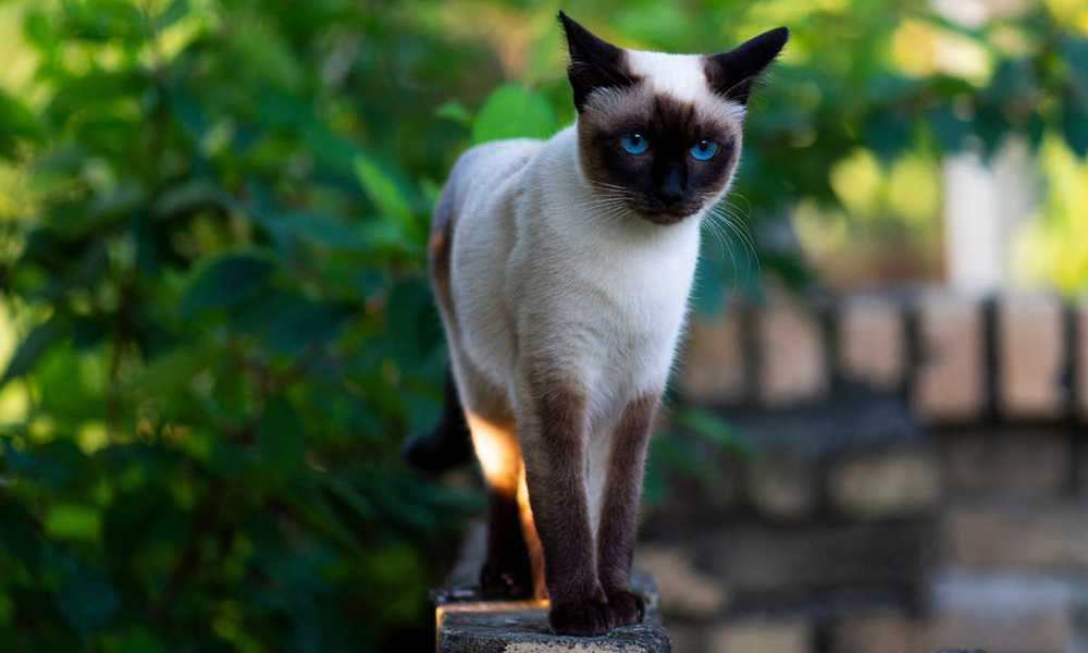 сиамский кот на улице