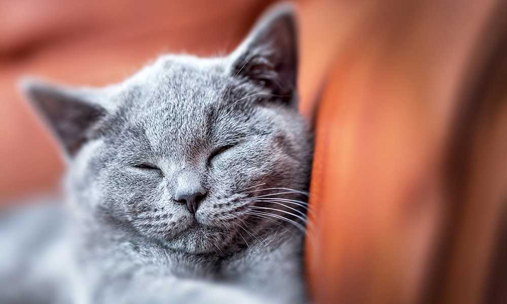 серый британский кот мурлычет