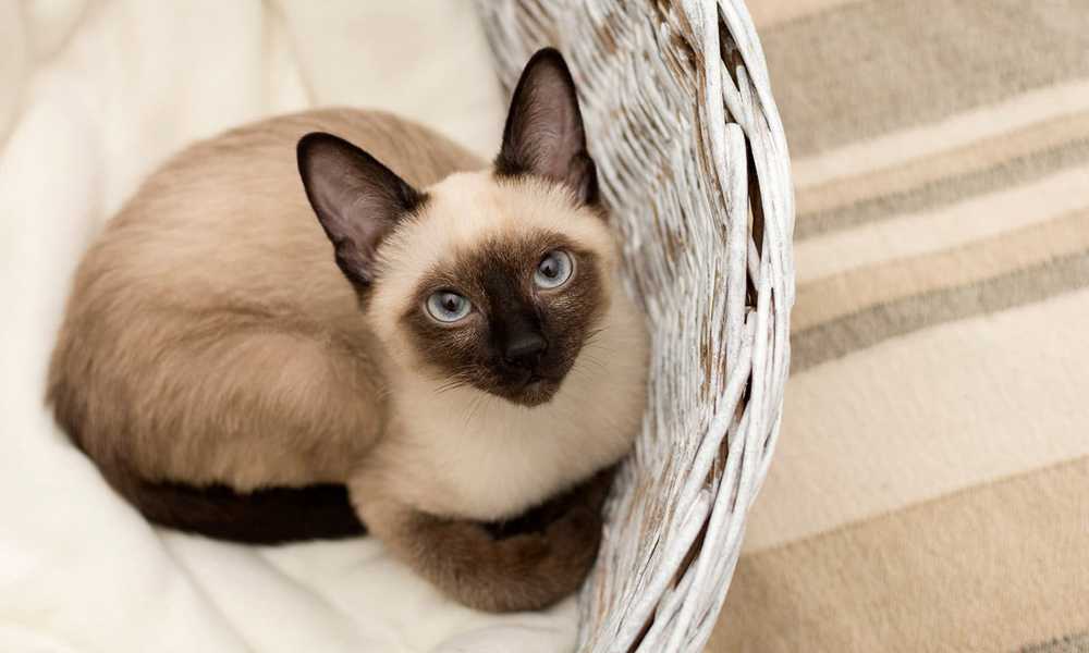 красивая кошка сиамской породы