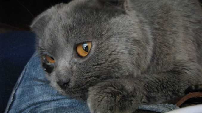 кошка с закисшими глазами