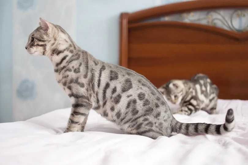 Серебристая бенгальская кошка и котенок