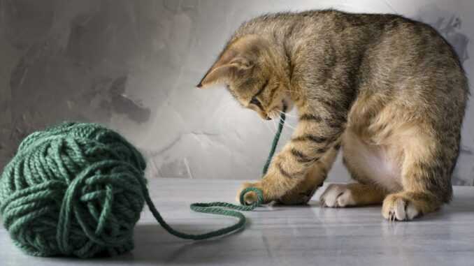 кот играется с нитками
