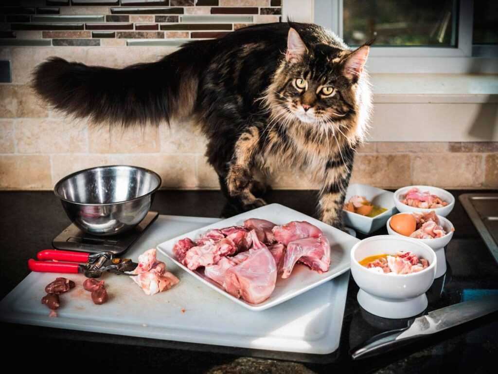 кошка и мясо